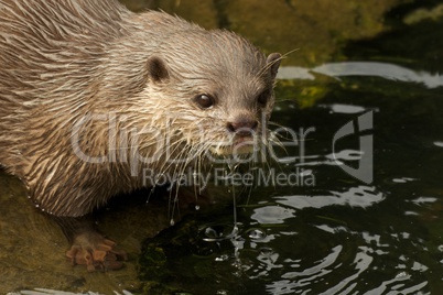 Close-up of dripping wet Asian short-clawed otter