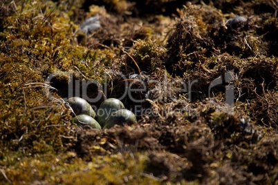 Close-up of four eggs in sandpiper nest