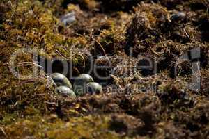 Close-up of four eggs in sandpiper nest