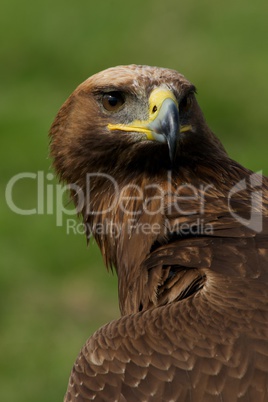 Close-up of golden eagle head and neck