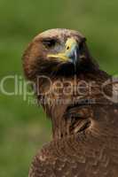 Close-up of golden eagle head and neck
