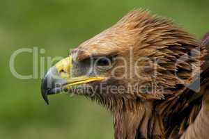 Close-up of golden eagle head looking down