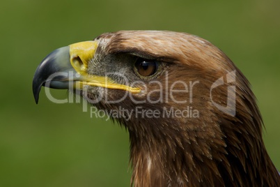 Close-up of golden eagle head looking up