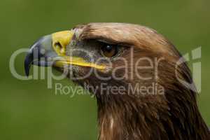 Close-up of golden eagle head looking up