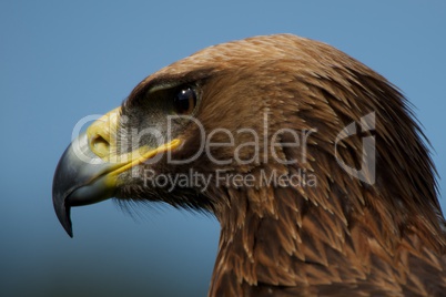 Close-up of golden eagle head staring downwards