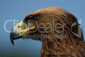 Close-up of golden eagle head staring downwards