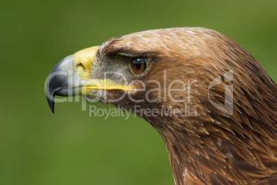 Close-up of golden eagle head staring left