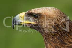 Close-up of golden eagle head staring left