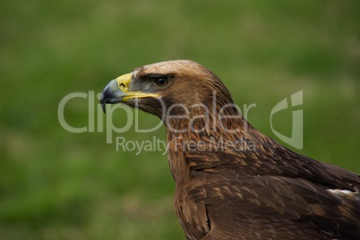Close-up of golden eagle in grassy field