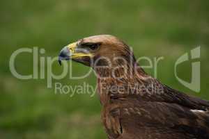 Close-up of golden eagle in grassy field