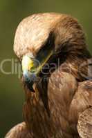 Close-up of golden eagle with head down