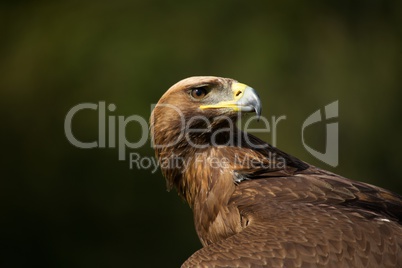 Close-up of golden eagle looking over back