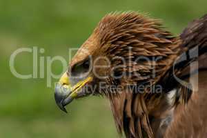 Close-up of golden eagle with ruffled feathers