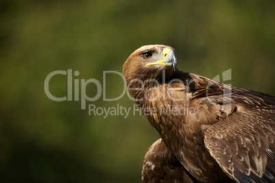 Close-up of golden eagle with head turned