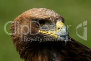 Close-up of golden eagle with turned head