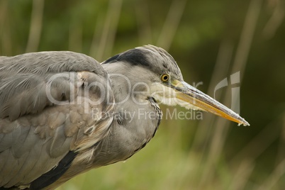 Close-up of grey heron staring into water