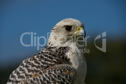 Close-up of gyrfalcon against trees and sky