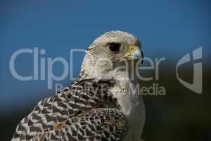 Close-up of gyrfalcon against trees and sky