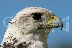 Close-up of gyrfalcon head against blue sky