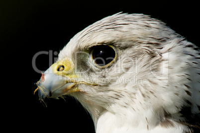 Close-up of gyrfalcon head against black background