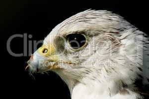 Close-up of gyrfalcon head against black background