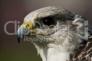 Close-up of gyrfalcon head against blurred background
