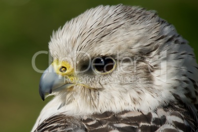 Close-up of gyrfalcon head against green background