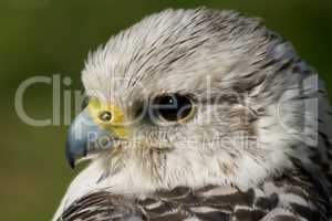 Close-up of gyrfalcon head against green background