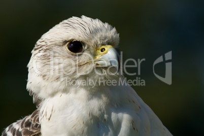 Close-up of gyrfalcon head against dark background