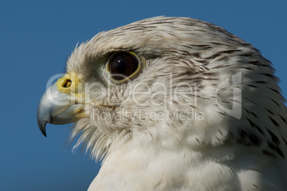 Close-up of gyrfalcon head with blue sky