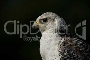 Close-up of gyrfalcon with food on beak
