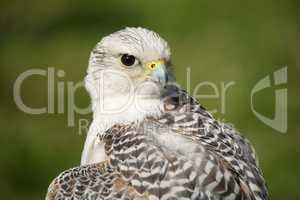 Close-up of gyrfalcon with head turned back