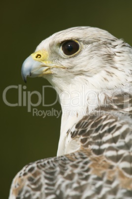 Close-up of head and neck of gyrfalcon