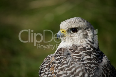 Close-up of head and wings of gyrfalcon