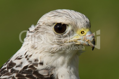 Close-up of head of gyrfalcon after feeding
