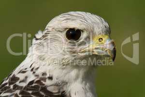 Close-up of head of gyrfalcon after feeding