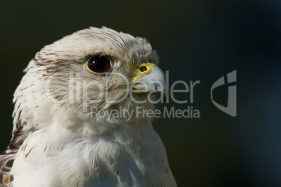 Close-up of head of gyrfalcon in profile