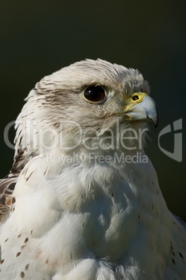 Close-up of head of gyrfalcon looking up