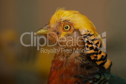 Close-up of head of colourful yellow-crested chicken