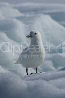 Close-up of ivory gull standing on iceberg