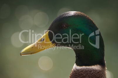 Close-up of male mallard duck with bokeh
