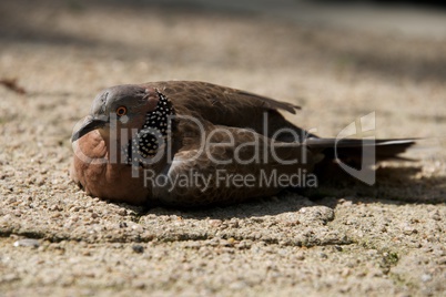 Close-up of mottled pigeon on sandy ground