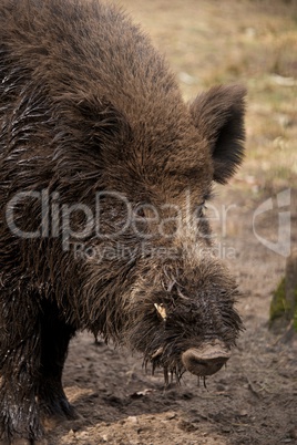 Close-up of muddy head of wild boar