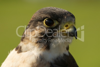 Close-up of peregrine falcon head facing right