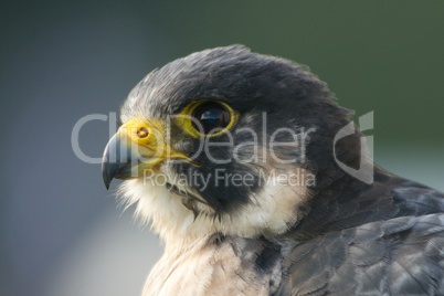 Close-up of peregrine falcon head facing left
