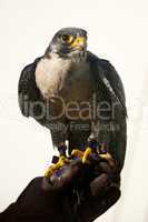 Close-up of peregrine falcon on falconry glove