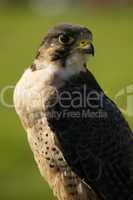 Close-up of peregrine falcon with grassy background