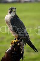 Close-up of peregrine falcon on leather glove