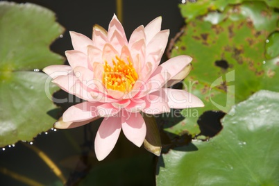 Close-up of pink water lily among leaves