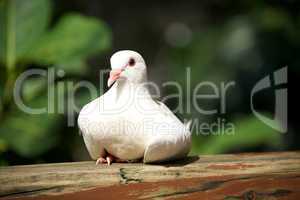 Close-up of pied imperial pigeon on handrail